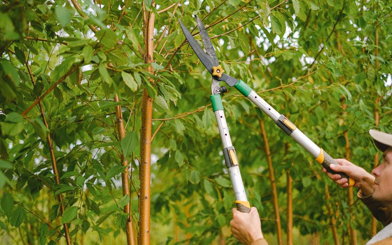Tree trimming in Okabena, MN