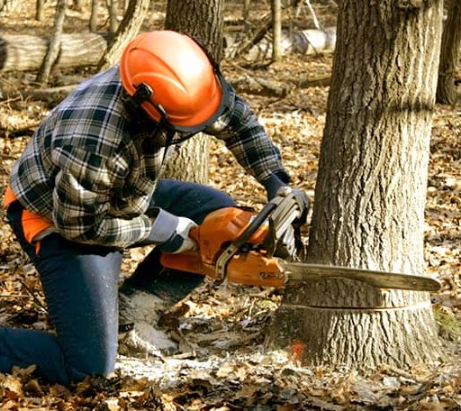 Tree Removal in Okabena, MN